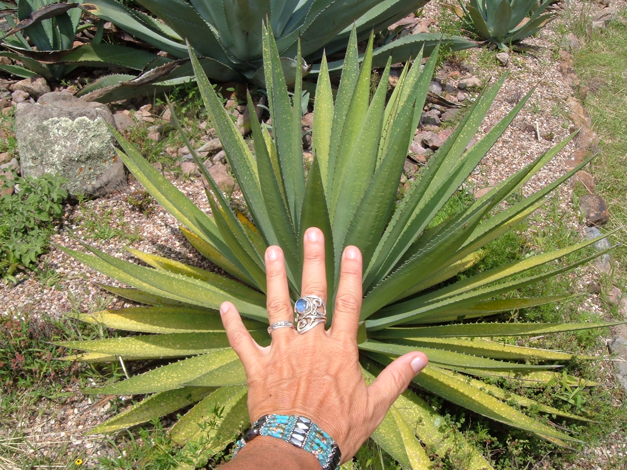 handandcactus