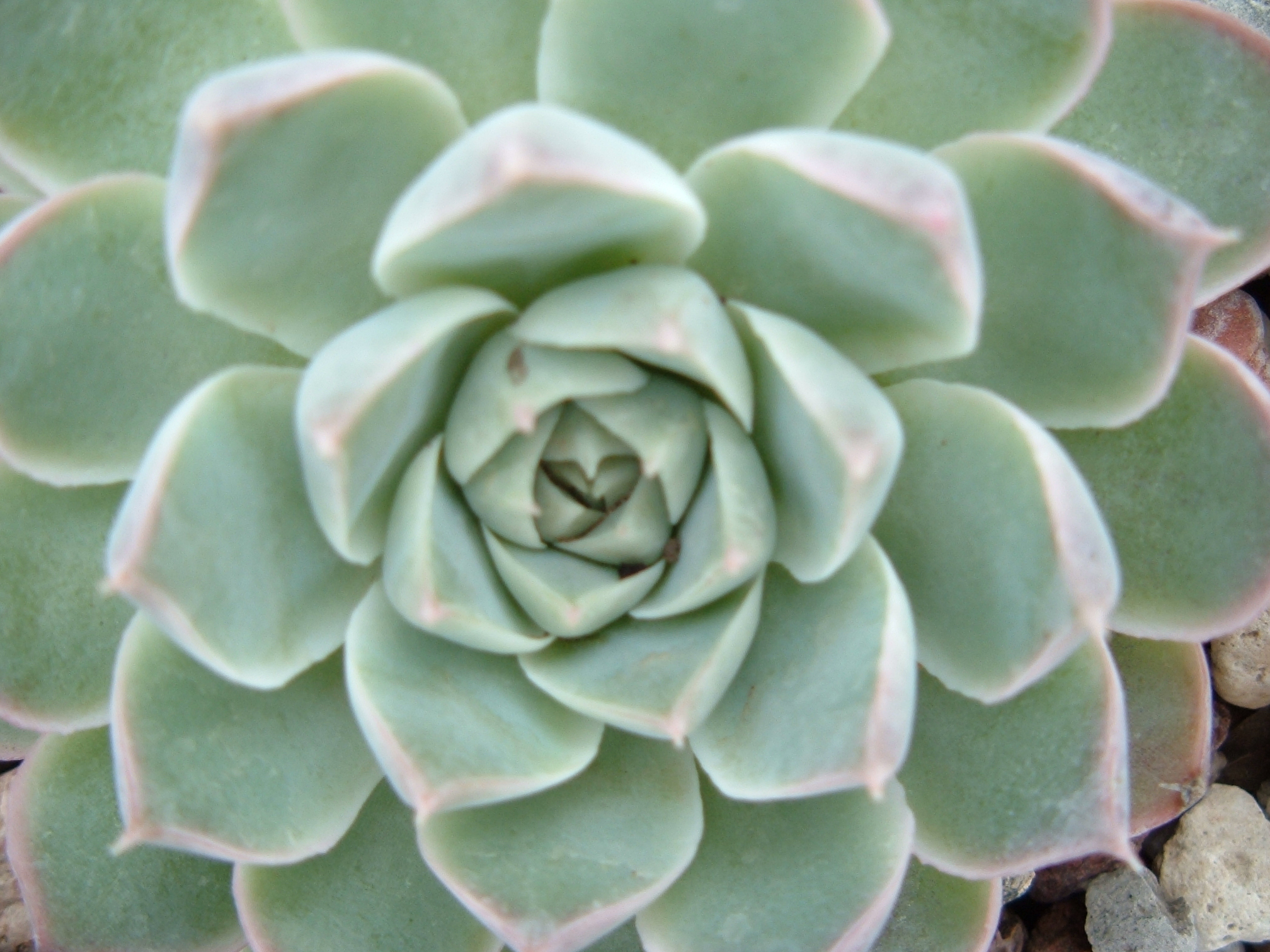 Stephanie Pappas photo of lotus cactus